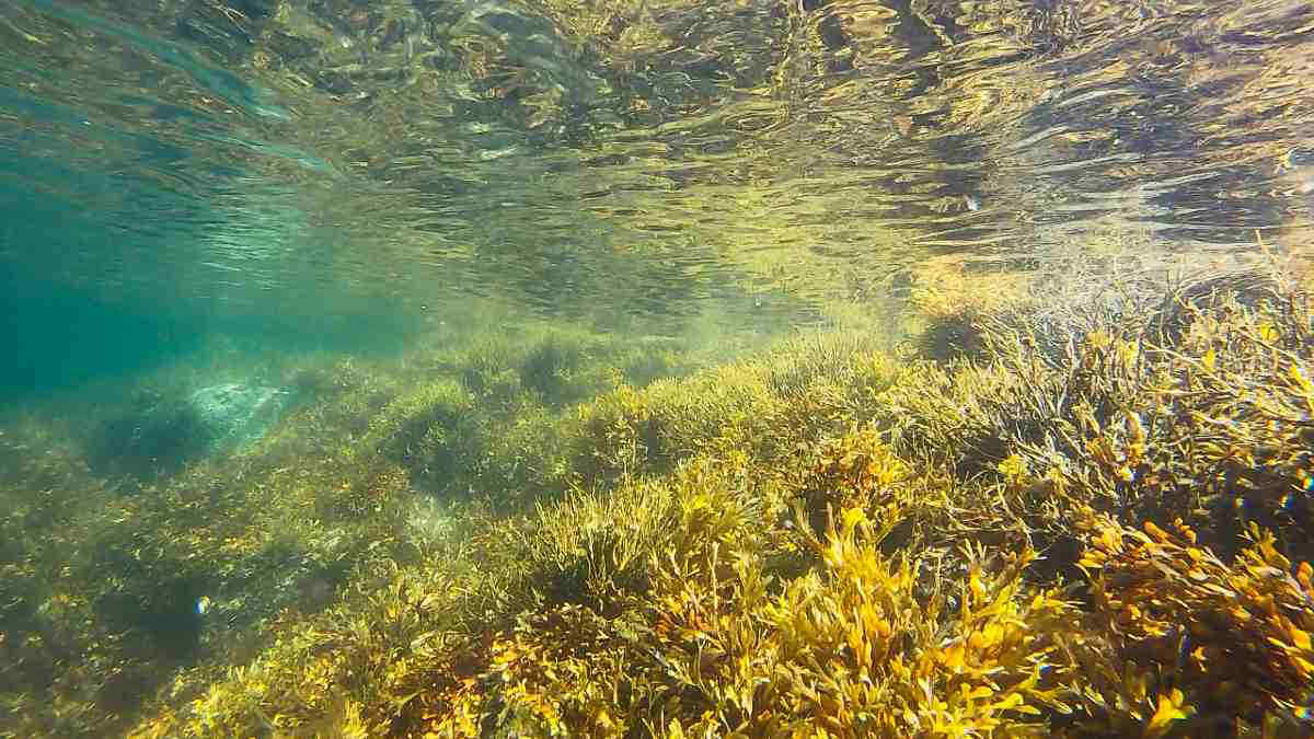 Aumentano le alghe marine tossiche: i rischi per le persone
