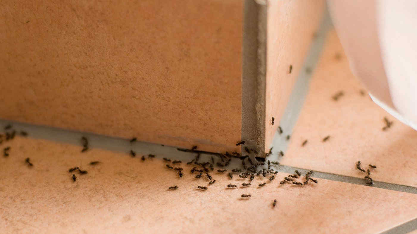 Da dove escono le formiche? Come si fa a capirlo?