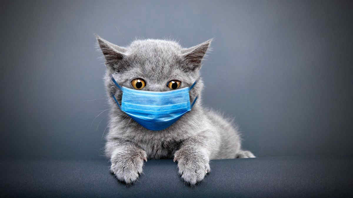 Covid, un gatto contagia un essere umano: è il primo caso al mondo