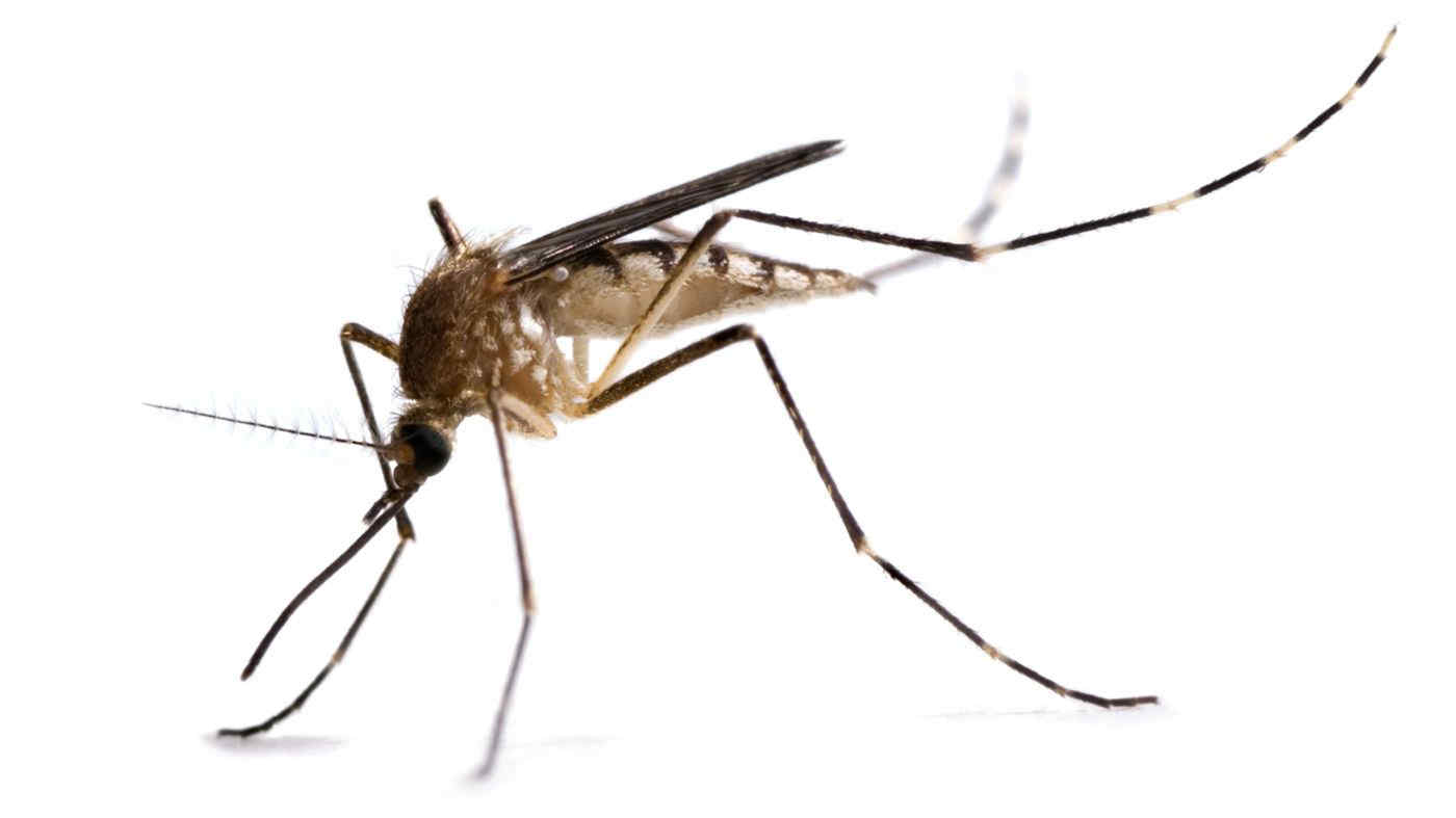 Si può rendere innocuo il pungiglione delle zanzare (e non farci pungere)?