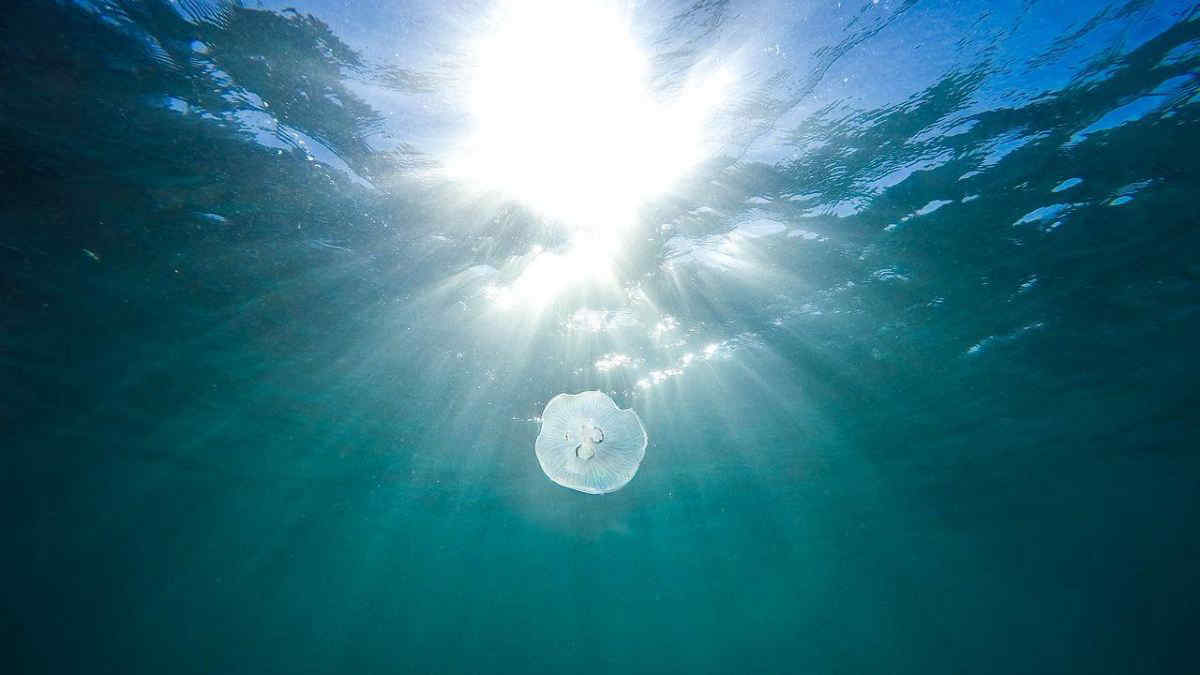 Cosa fare in caso di puntura di medusa? Ecco alcuni consigli utili