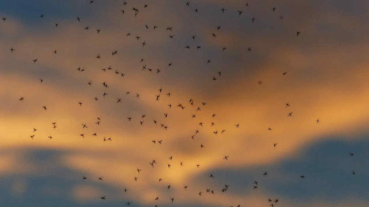 Orbetello e Capalbio invase da moscerini: turisti in fuga
