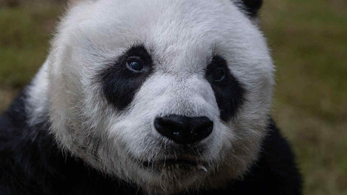È morto il panda An An: era il più anziano in cattività