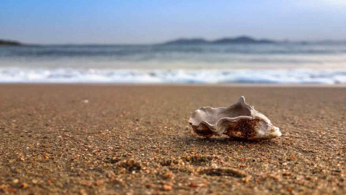 Spiaggia senza conchiglie né resti di molluschi? Ecco perché non è un buon segno