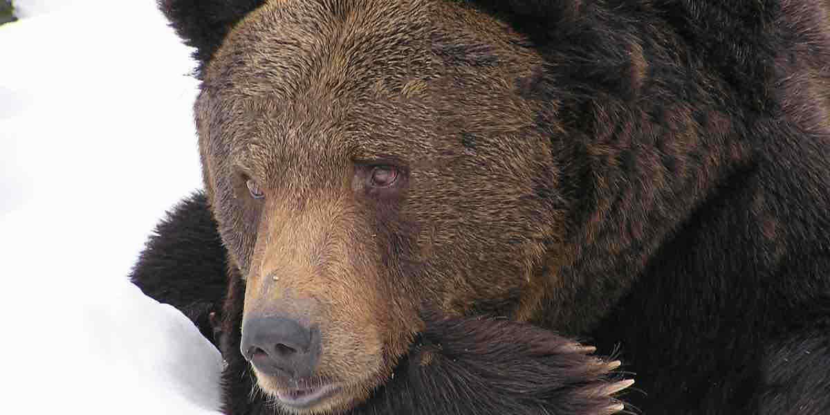 Abruzzo, Juan Carrito torna a scorrazzare tra le case. In Trentino orsa muore durante la cattura