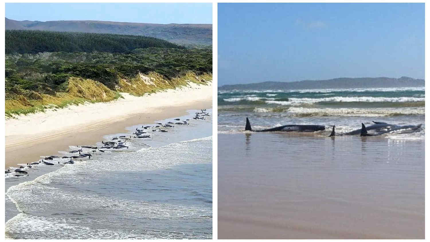 Oltre 200 balene arenate in Tasmania: terribile spiaggiamento di massa