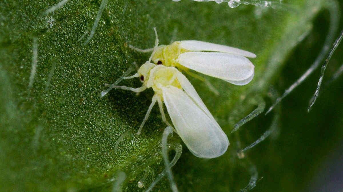 Mosca bianca: che cos’è e come eliminare l’insetto parassita delle piante