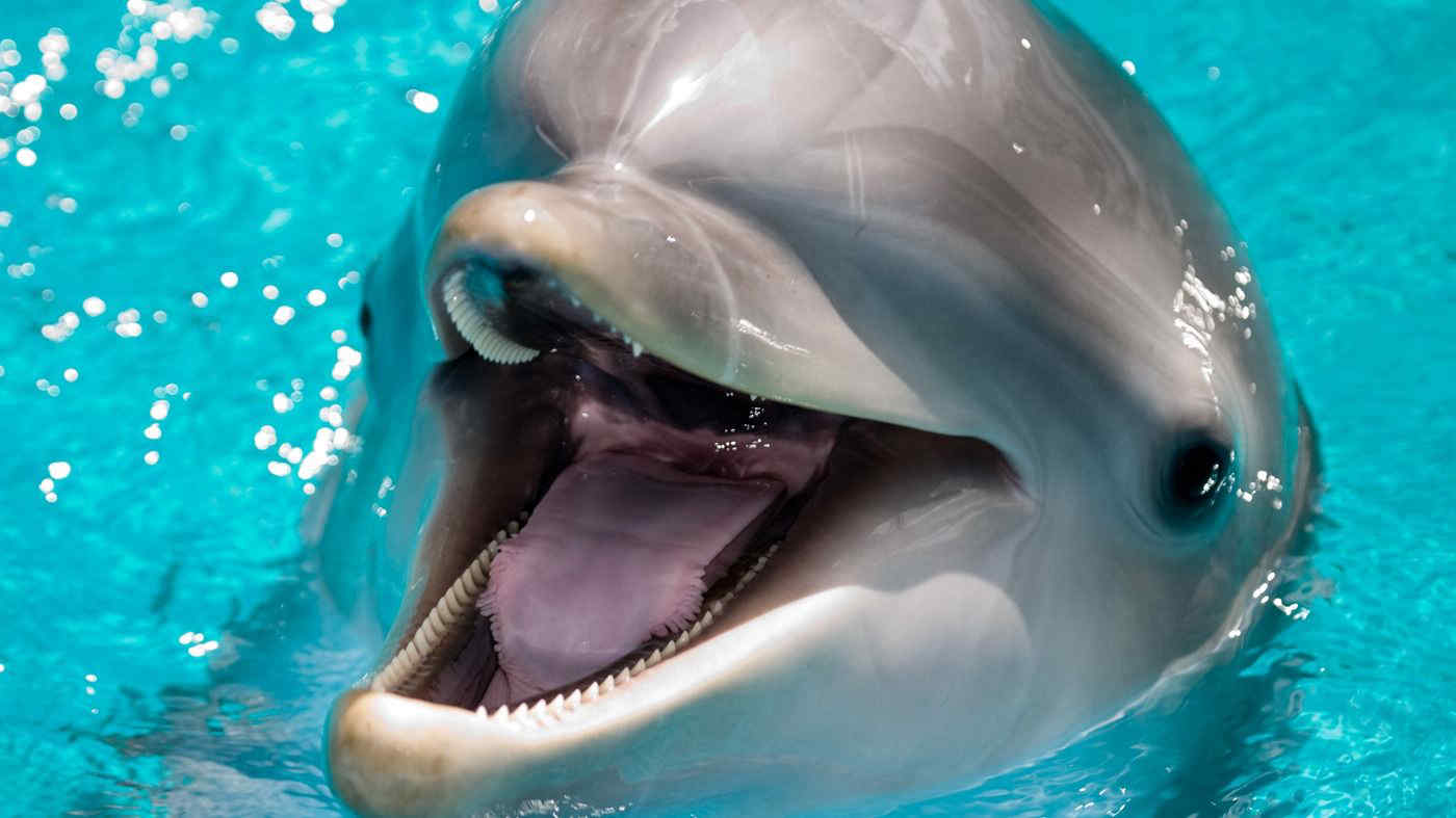 Giappone, ricominciata la sanguinaria pesca dei delfini: ecco come funziona