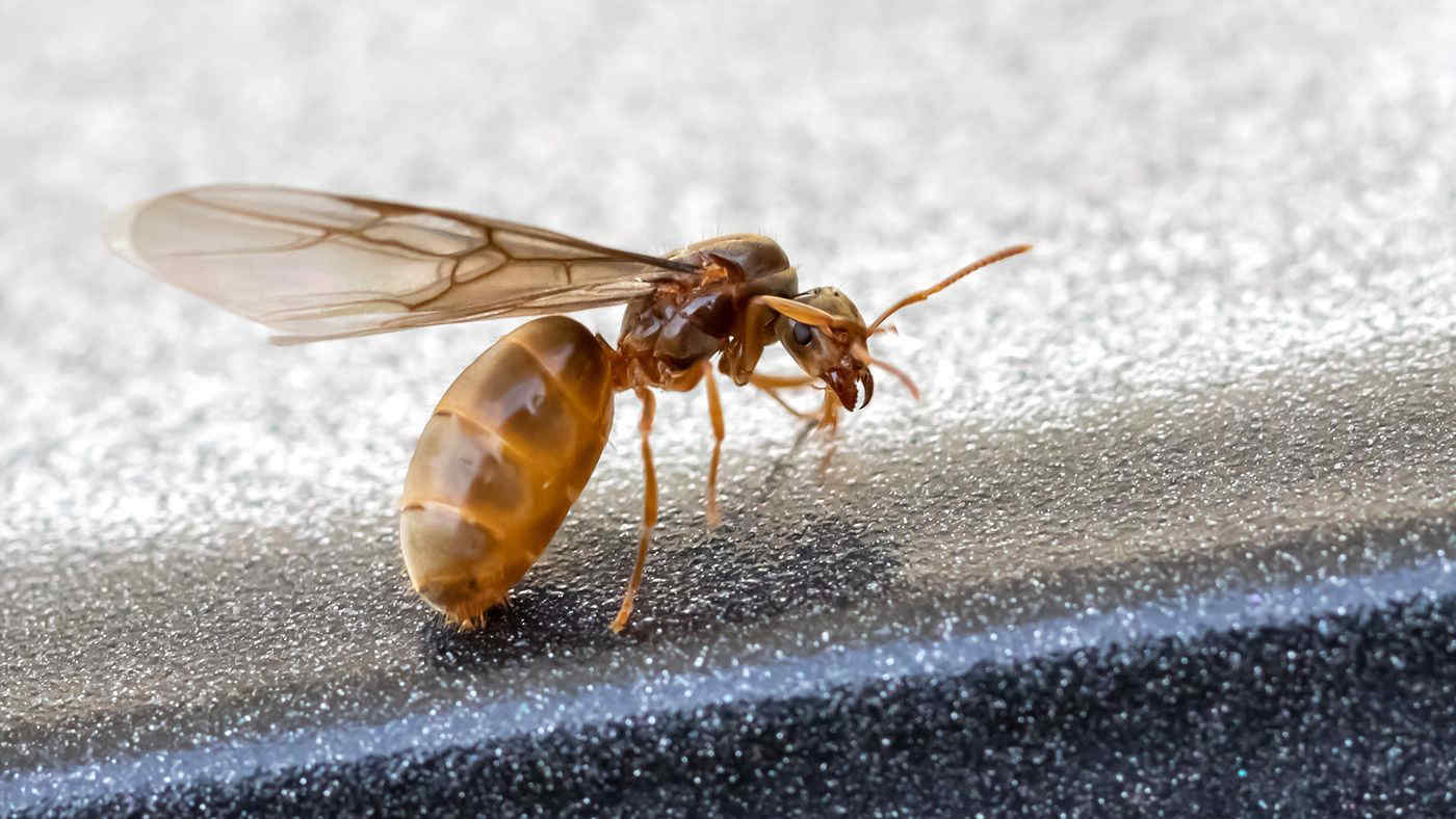 Roma "invasa" dalle formiche volanti, ecco cosa sta succedendo