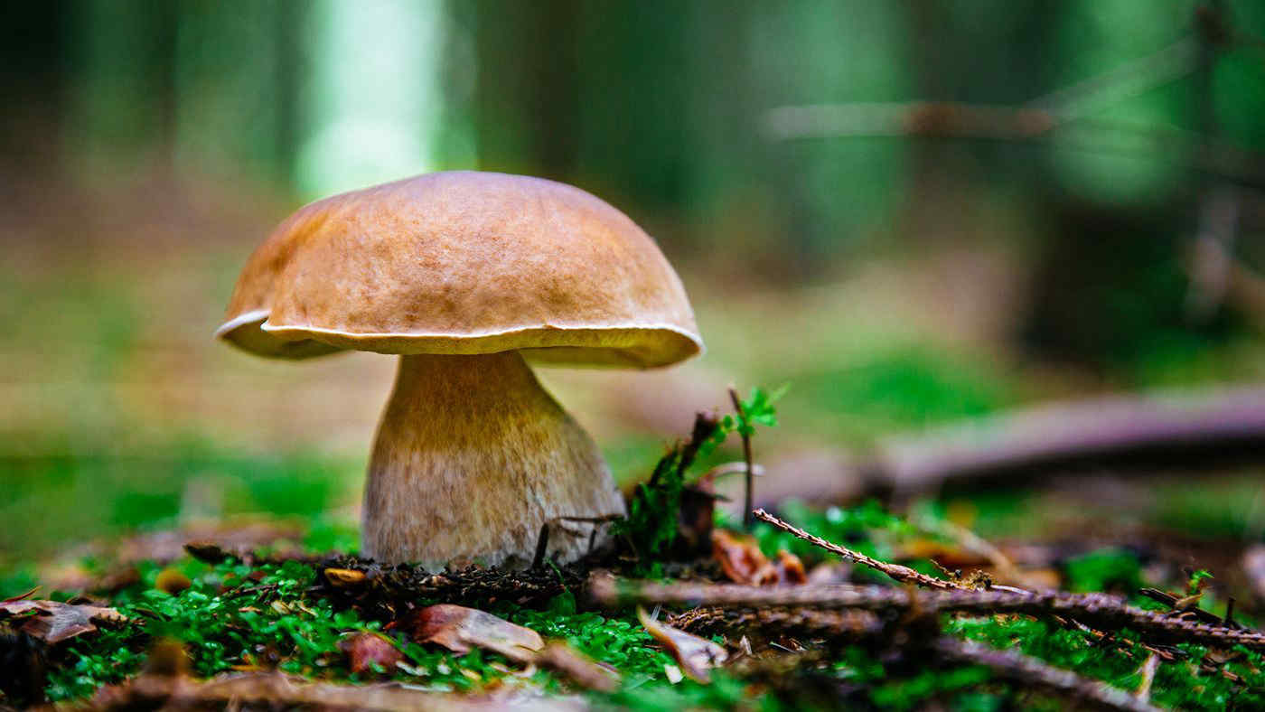 Funghi porcini in sicurezza e nel rispetto del bosco: le 10 regole di Coldiretti