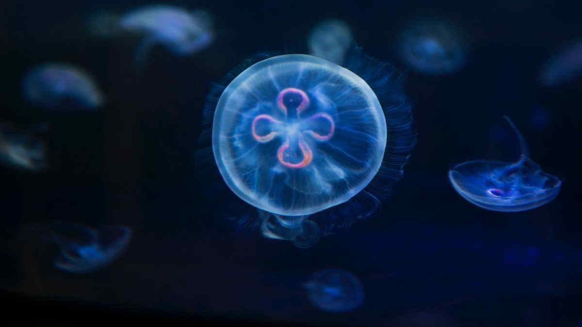 Il curioso caso della “medusa immortale”: ripara e ringiovanisce se stessa