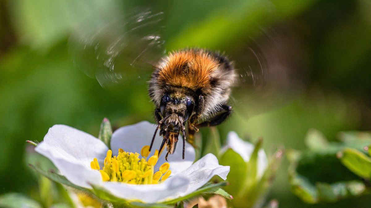 Bombi a rischio estinzione: un problema per tutti gli equilibri ambientali