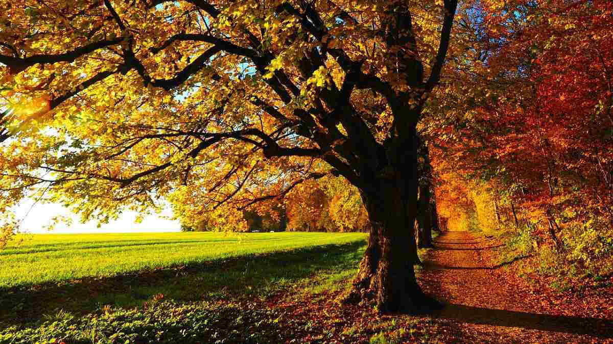 Foliage: ecco dove ammirare i colori magici dell’autunno tra Italia e Europa