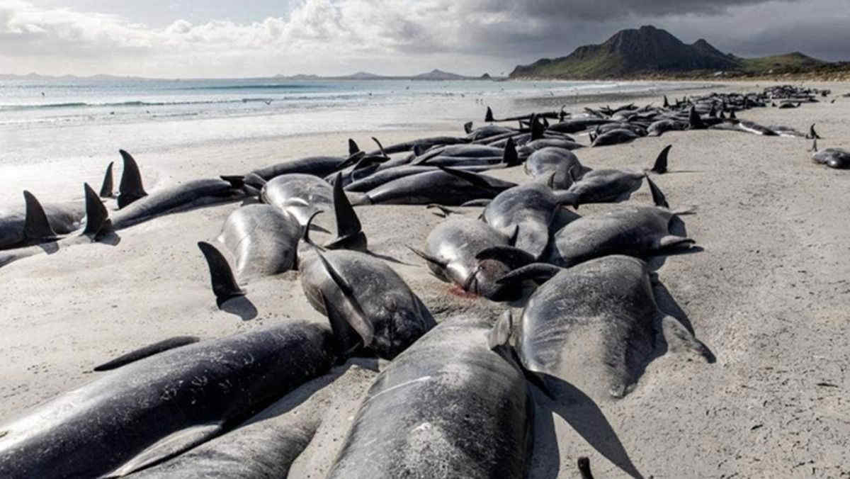 Nuova Zelanda, 500 balene pilota morte spiaggiate