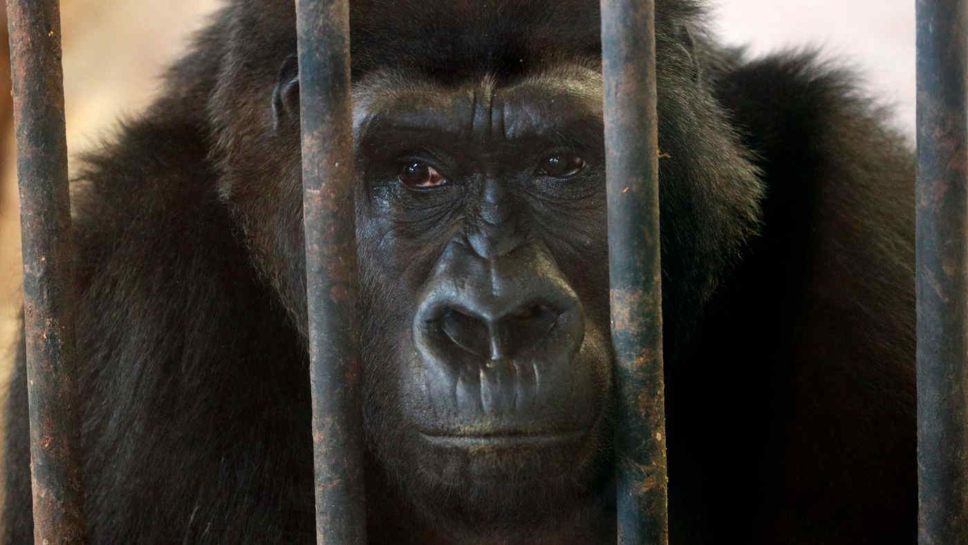 Bua Noi, la gorilla più triste del mondo rinchiusa da 30 anni in un centro commerciale: ora è in vendita