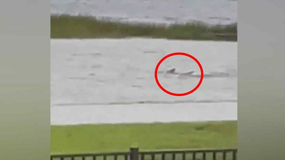 Florida, tra le strade inondate dall'uragano Ian nuota un pesce misterioso (forse uno squalo). Il video diventa virale in poche ore