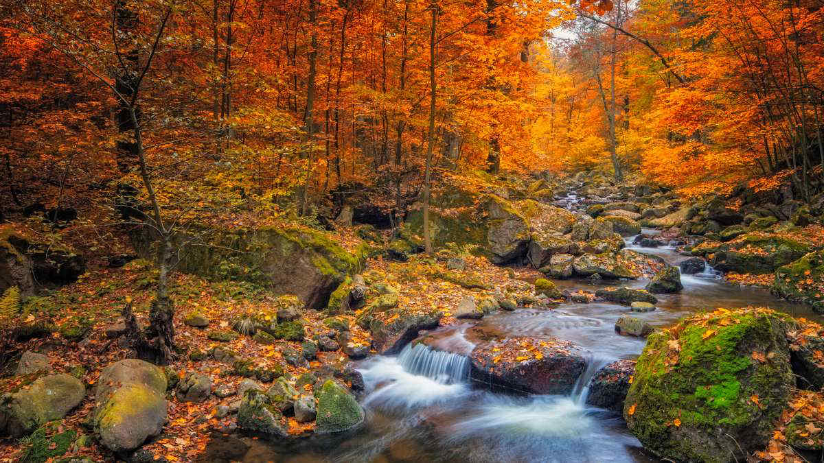 La siccità cambia i colori delle foglie in autunno: ecco perché