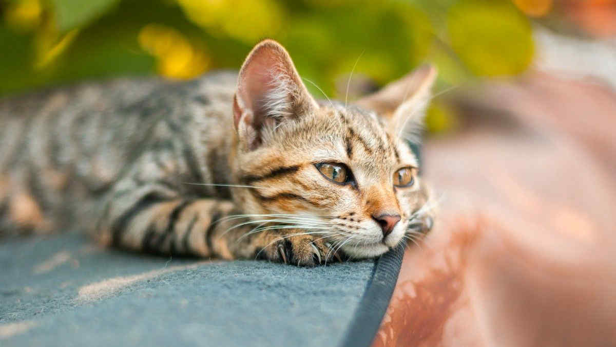 I gatti capiscono se parliamo con loro o con altri esseri umani: lo studio