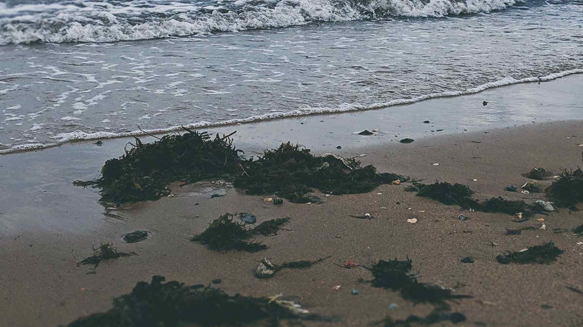 Puglia invasa dalle alghe a causa del caldo e della siccità: pesci e ostriche in asfissia