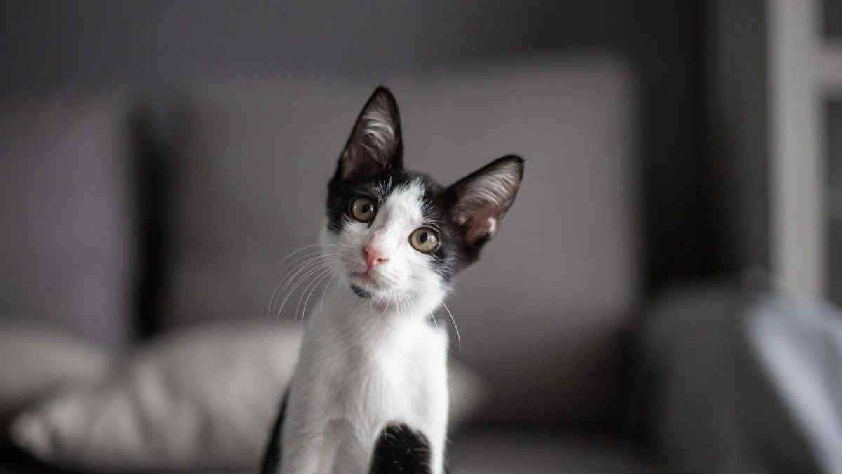 Trovato un gatto senza organi sessuali maschili o femminili