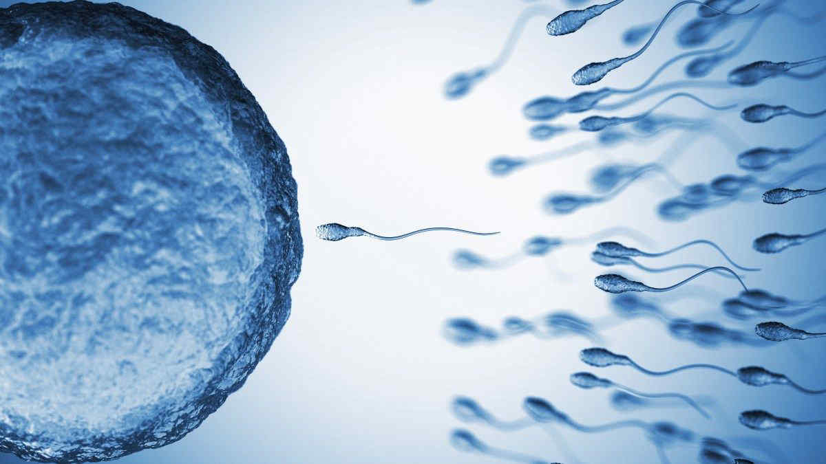 Un nuovo anticoncezionale maschile blocca lo sperma per 2 anni: lo studio