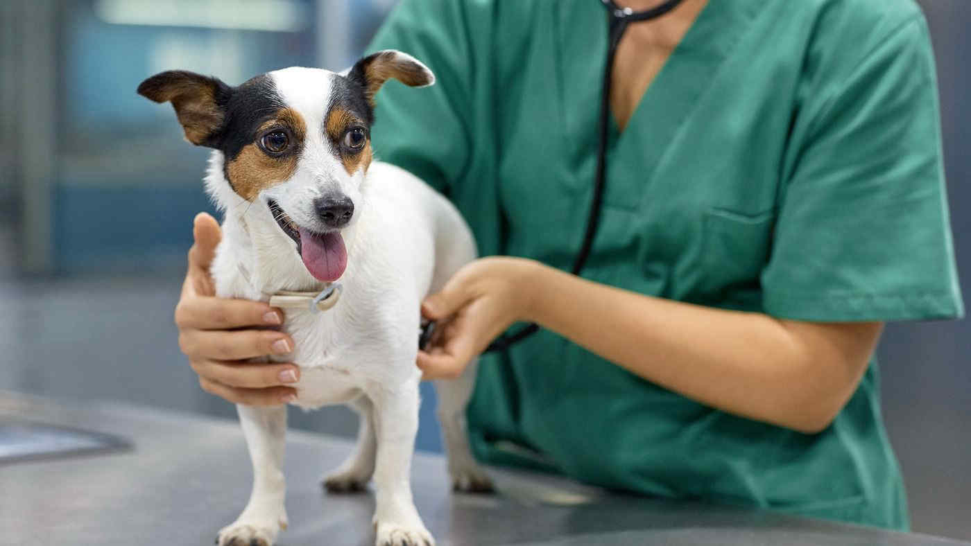 Arriva il primo ospedale veterinario gratuito d'Italia: apertura a Roma