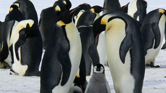 Milioni di pinguini si radunano su una spiaggia sperduta: uno spettacolo meraviglioso