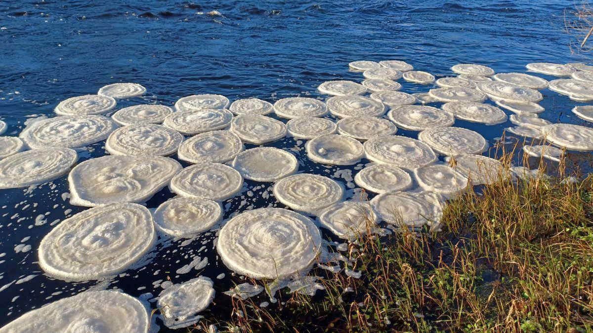 Cosa sono le “pizze di ghiaccio” comparse in un fiume scozzese