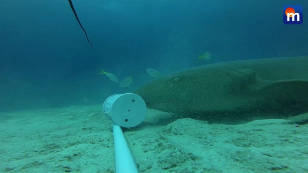 Lo squalo “cammina” sul fondale marino per mangiare. VIDEO