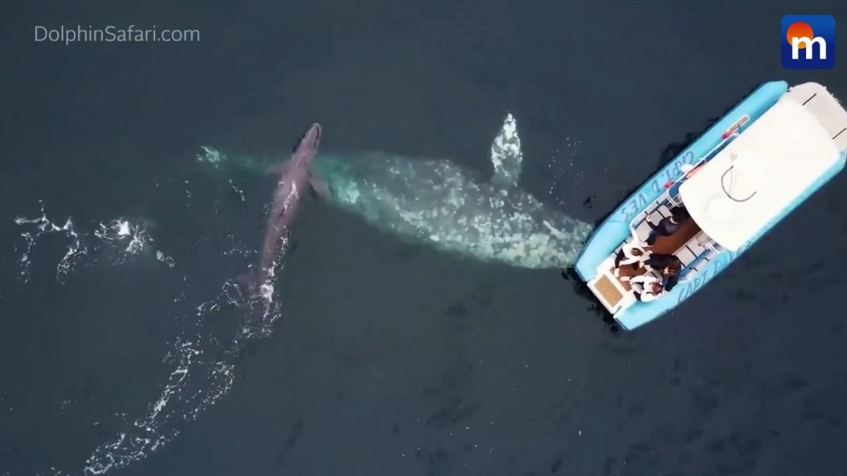 La balena e il cucciolo nuotano sotto la barca: il video spettacolare