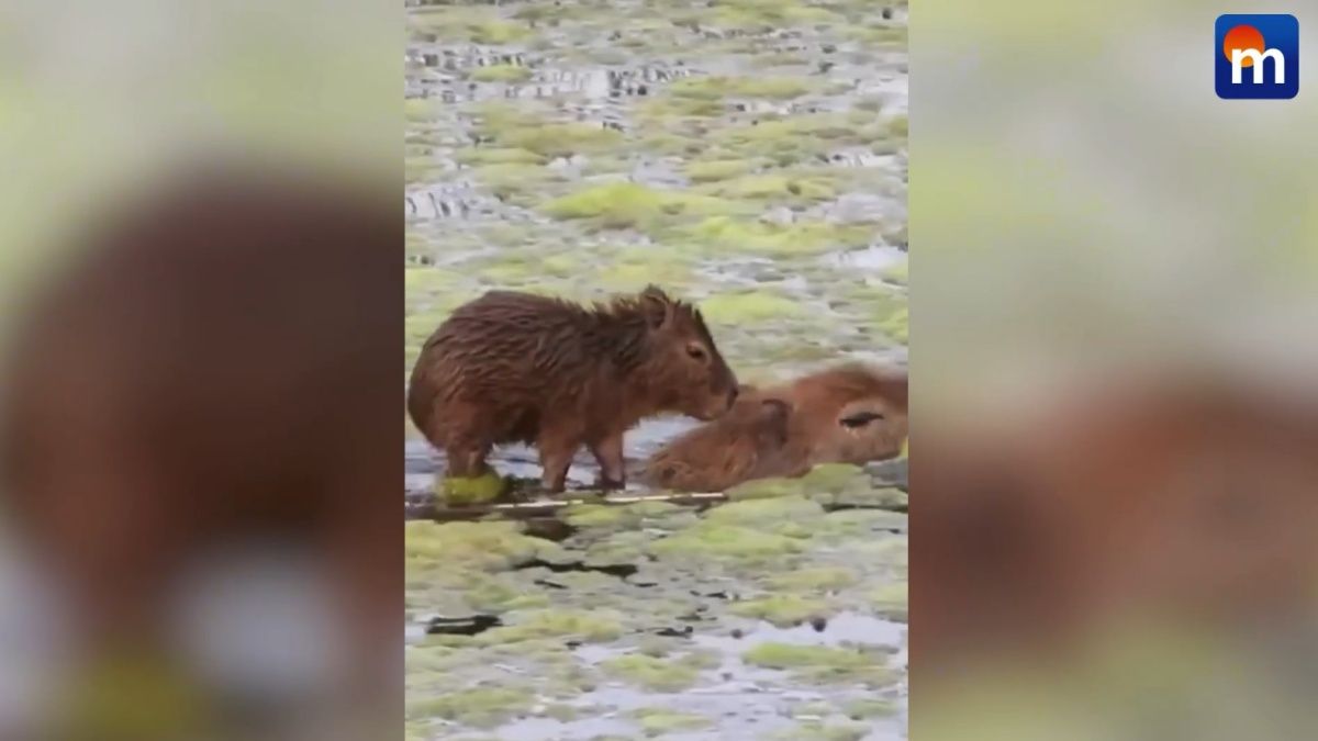 Il cucciolo di capibara “surfa” sullo stagno: le immagini incredibili. VIDEO
