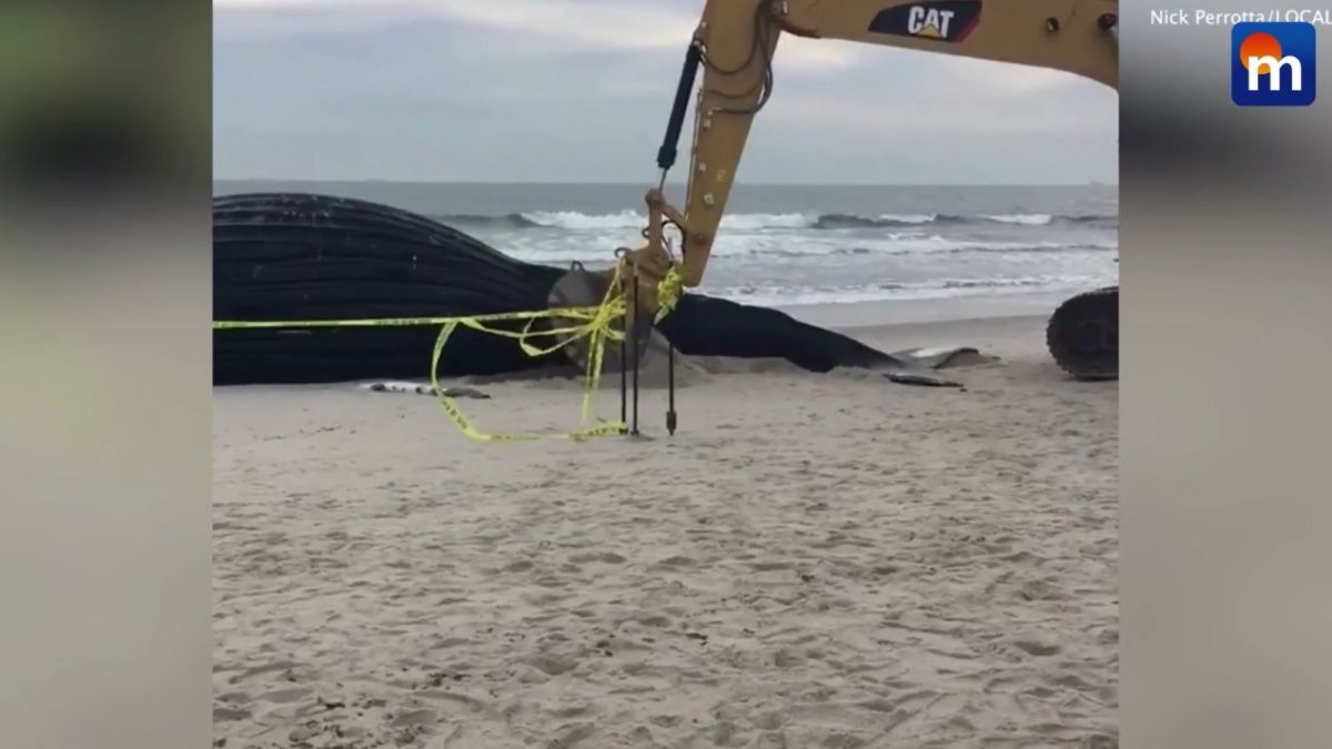 Strage di balene sulle spiagge di New York: colpa delle pale eoliche in mare? VIDEO