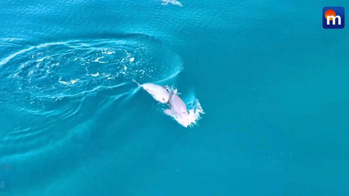 Delfini giocano e si inseguono: le immagini spettacolari. VIDEO
