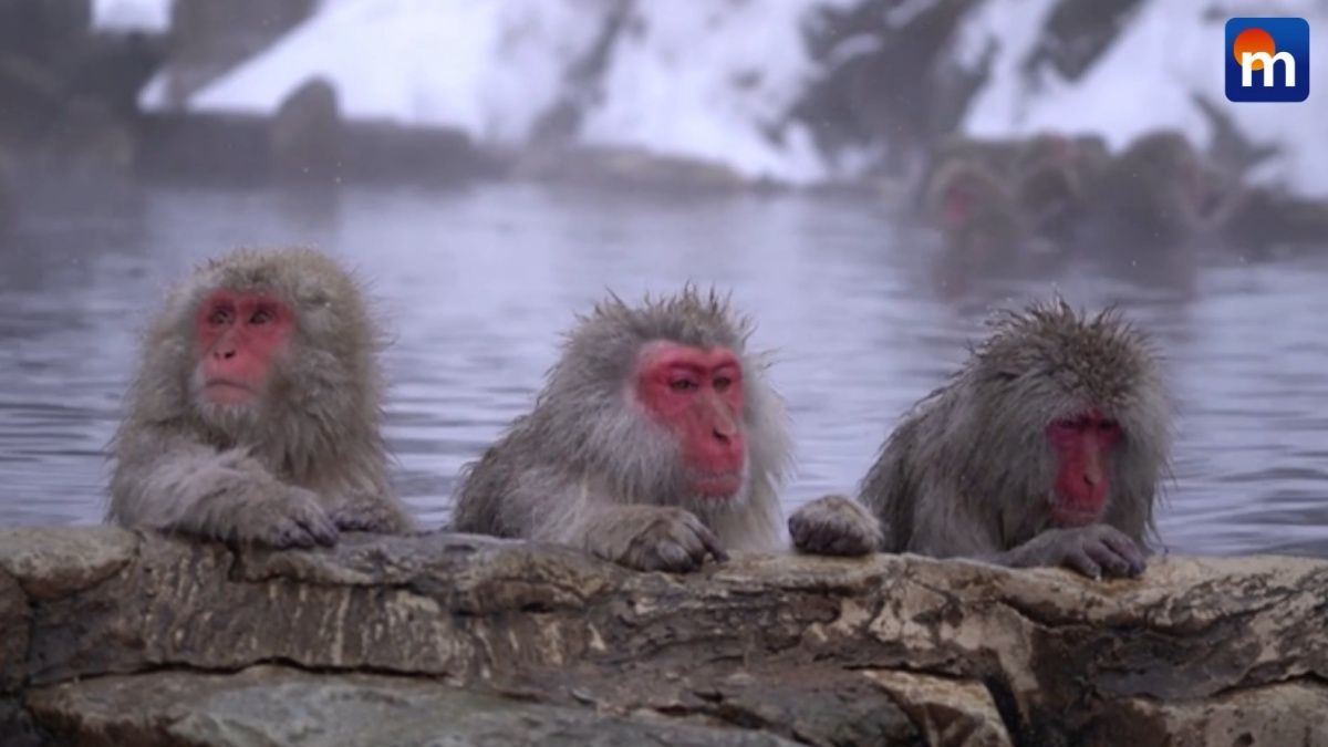 Le scimmie alle terme: il curioso caso dei macachi in Giappone. VIDEO