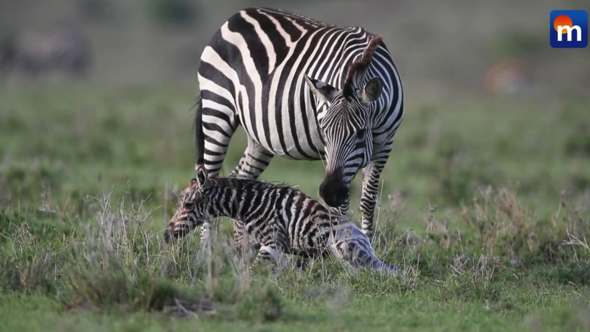 La zebra e il suo cucciolo: la nascita a 300 metri dai leoni. VIDEO