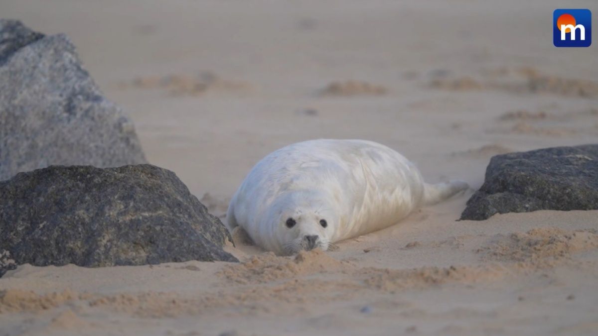 Migliaia di cuccioli di foca in riva al mare: lo spettacolo della natura. VIDEO