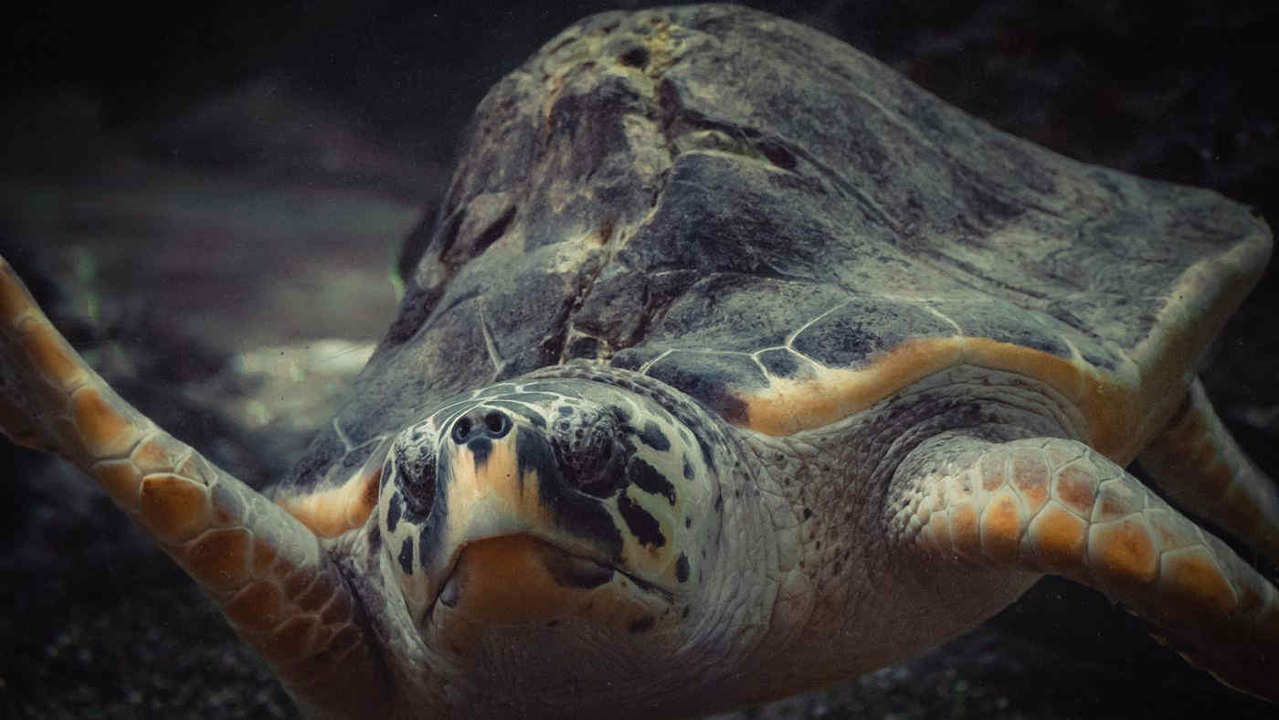 Puglia, tartaruga brutalmente uccisa: l’appello del Wwf per trovare i killer