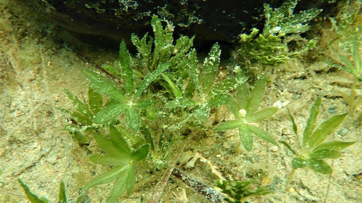 Salento: invasioni di piante aliene in mare, la scoperta e l'importanza della biodiversità