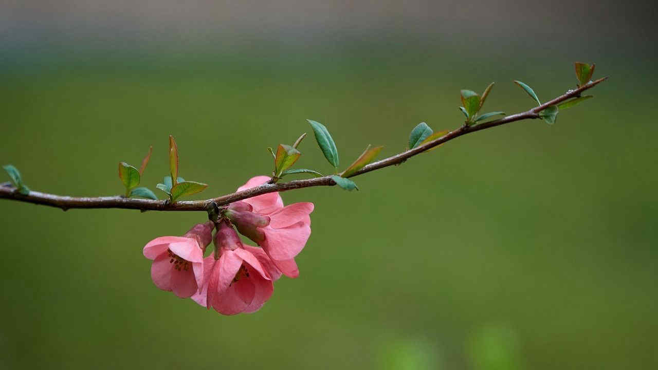 Potatura invernale delle rose: 3 semplici consigli per ottenere fioriture rigogliose in primavera