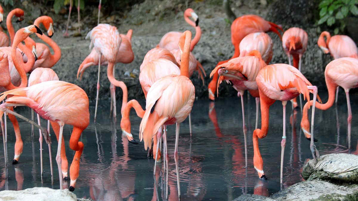 Fenicotteri rosa in Toscana: immagini faunistiche spettacolari