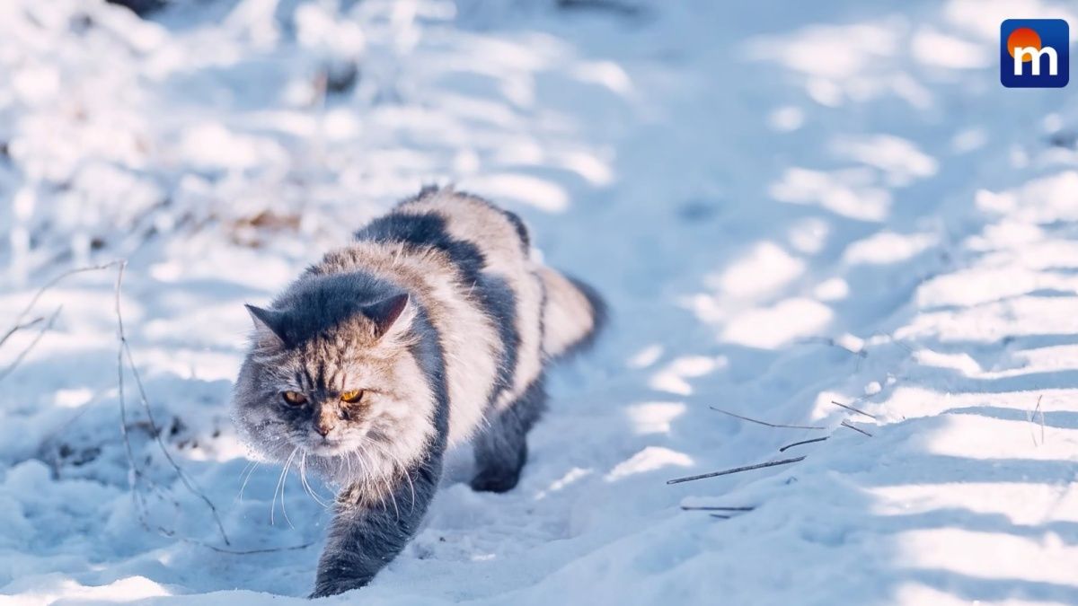 Due gatti vivono in vetta al mondo: l’incredibile scoperta sull'Everest. VIDEO