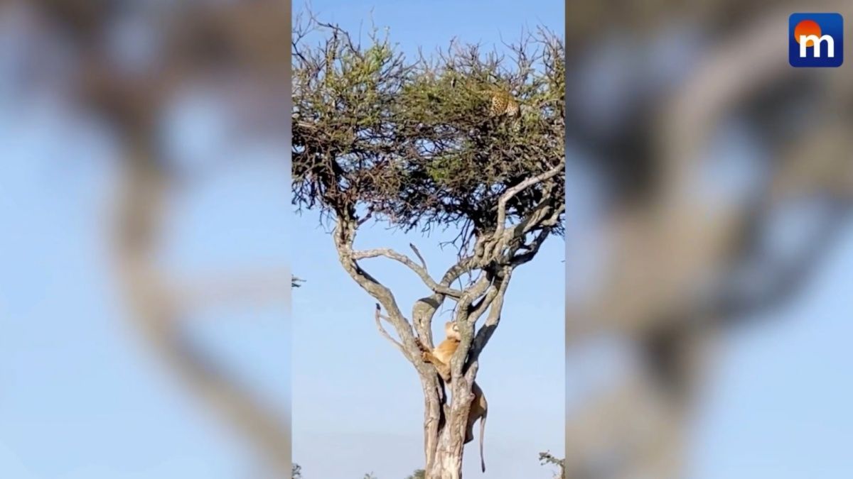 La strana sfida nella savana tra un leopardo e tre leoni. VIDEO