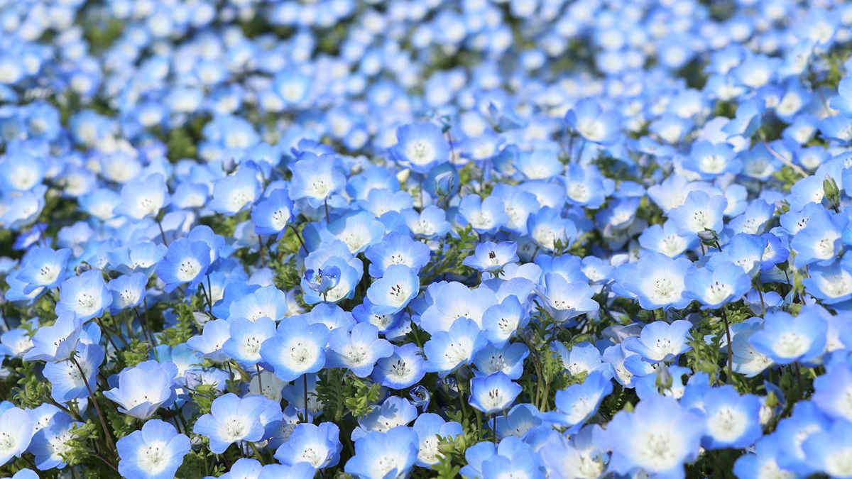 In Giappone meravigliosi prati color mare con la fioritura della nemophila blu