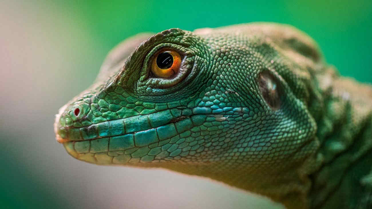 Perù, scoperta una nuova specie di lucertola: la sua colorazione è eccezionale - FOTO