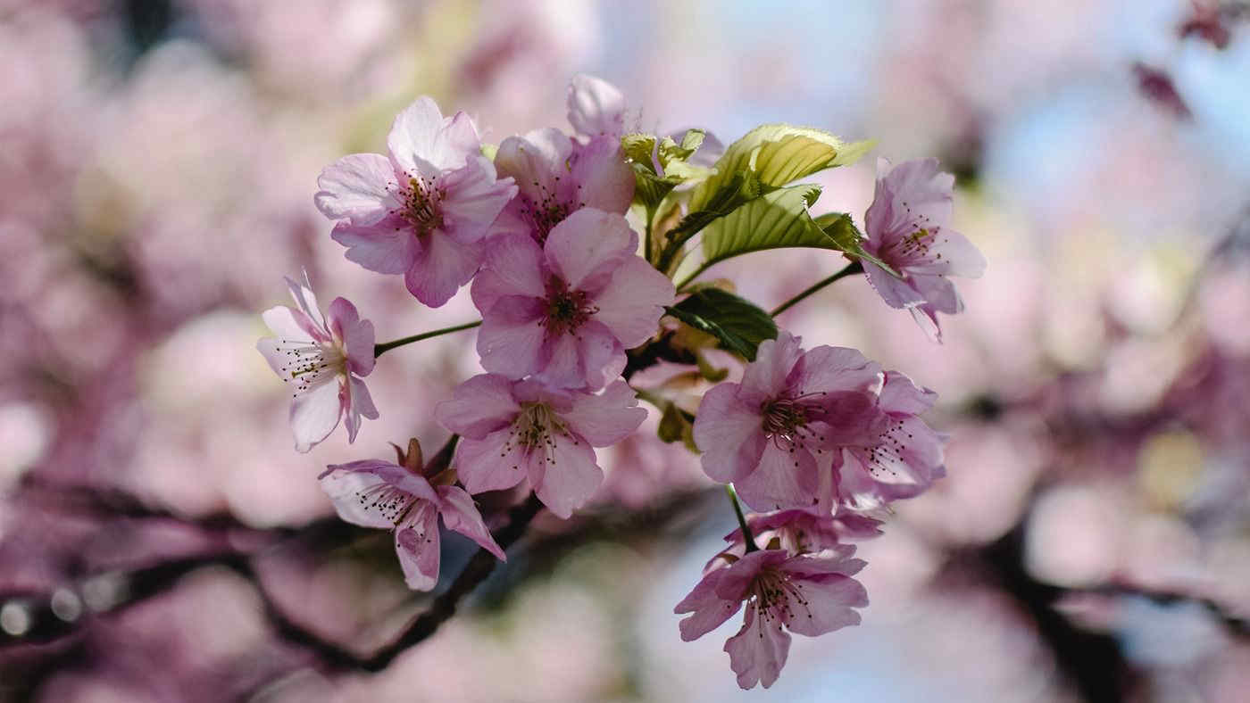 Hanami in Italia: lo spettacolo dei ciliegi in fiore a Roma e Milano. Ecco dove