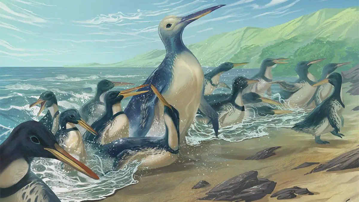 Il pinguino più grande al mondo mai scoperto pesava 159 kg: lo studio grazie a dei fossili