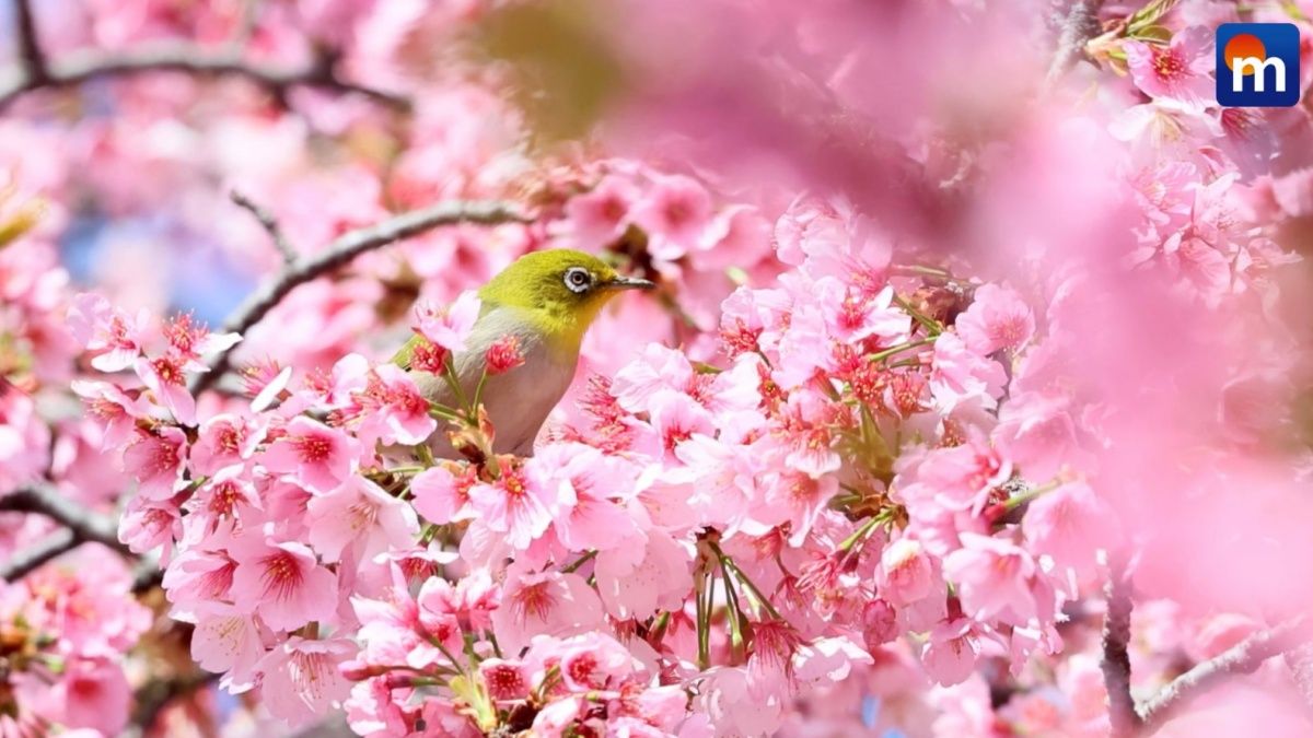 La fioritura dei ciliegi: lo spettacolo in Giappone. VIDEO