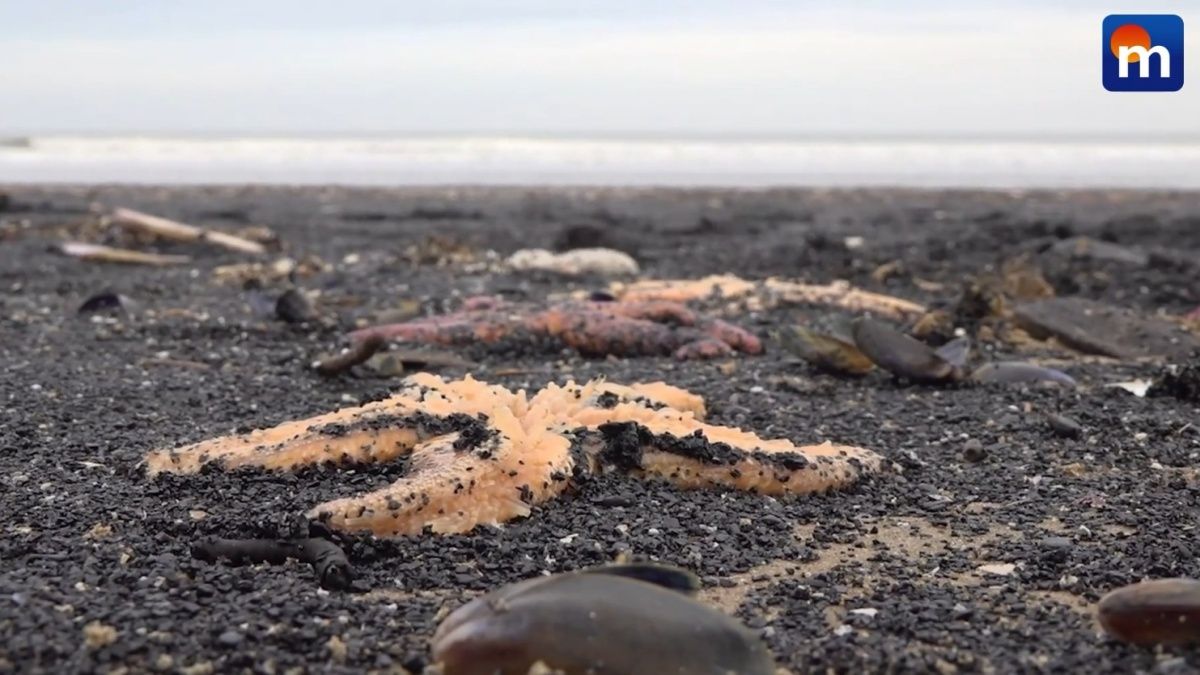 Migliaia di crostacei e molluschi spiaggiati: il mistero a Saltburn-by-the-Sea. VIDEO