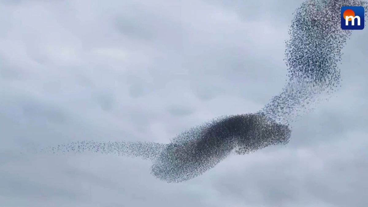 Lo spettacolo degli uccelli in volo: gli storni “disegnano” in cielo. VIDEO