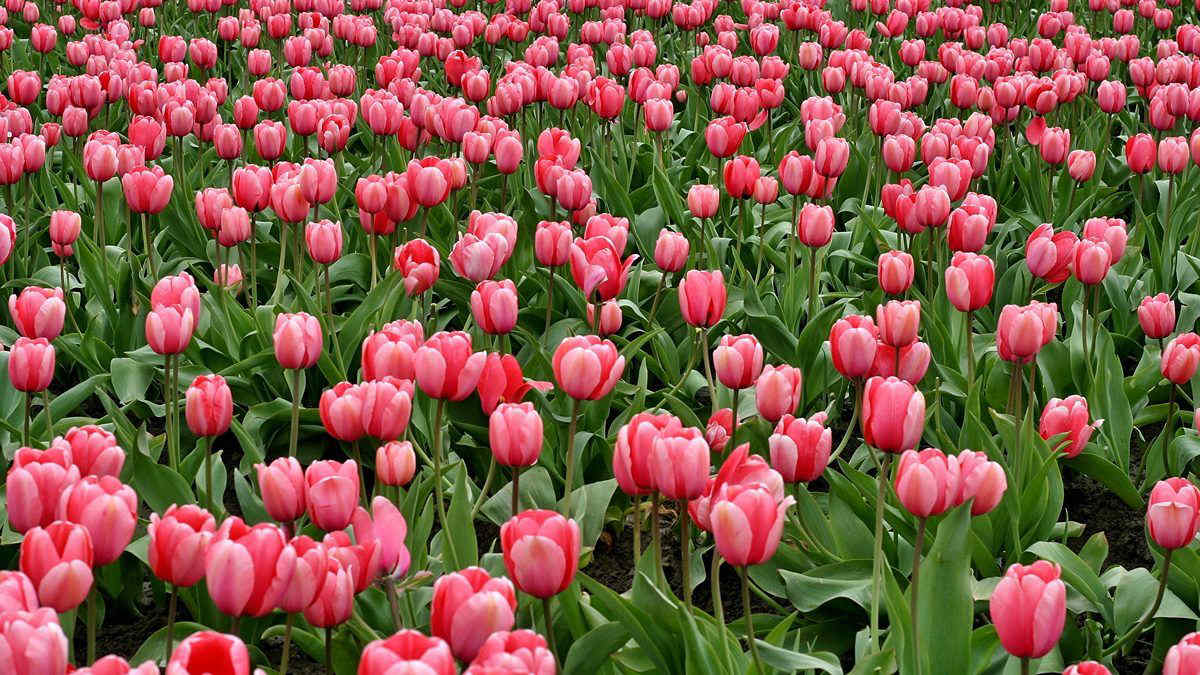 Tulipani in Italia: dove ammirare la fioritura più bella della primavera 2023